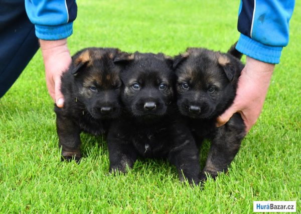 detailní fotografie