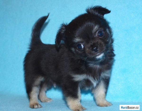 detailní fotografie