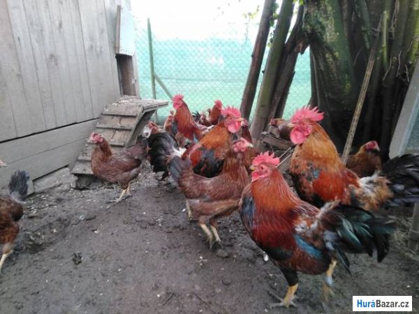 detailní fotografie