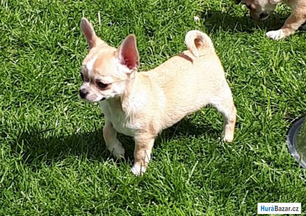 detailní fotografie