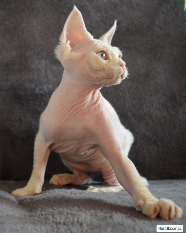 detailní fotografie