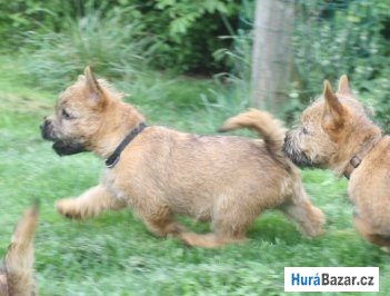 detailní fotografie