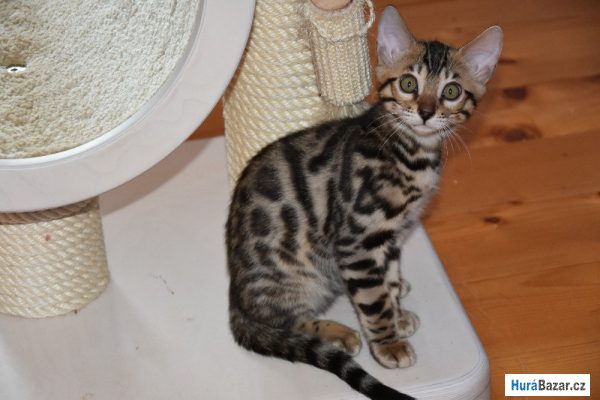 detailní fotografie