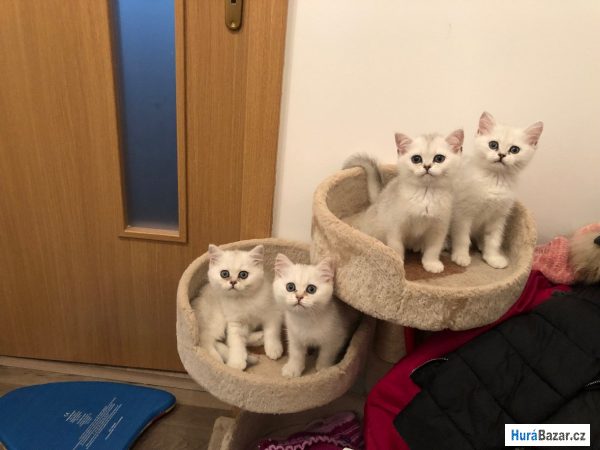 detailní fotografie