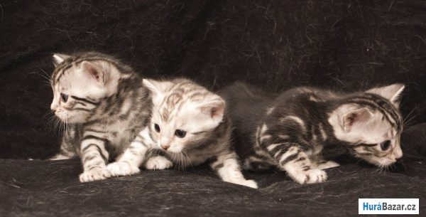 detailní fotografie