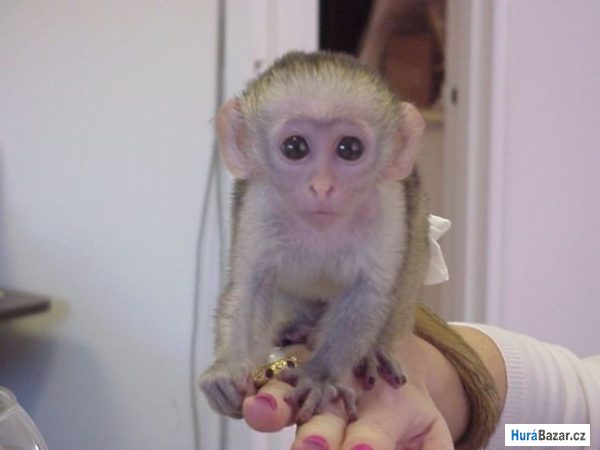 detailní fotografie