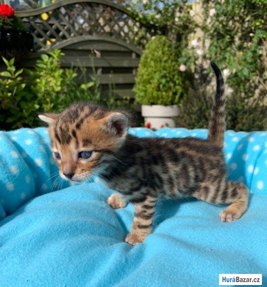 detailní fotografie