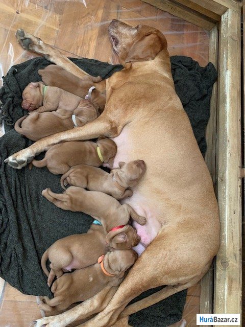 detailní fotografie