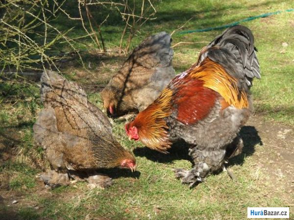 detailní fotografie