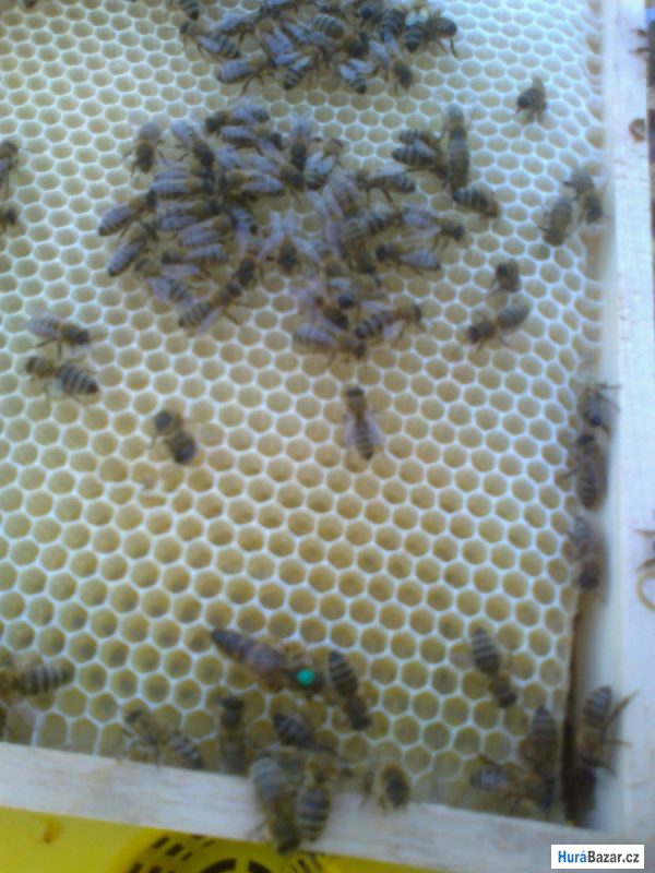 detailní fotografie