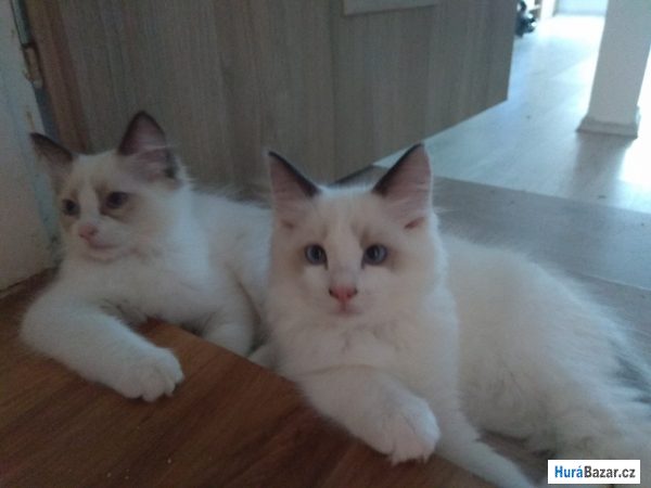 detailní fotografie