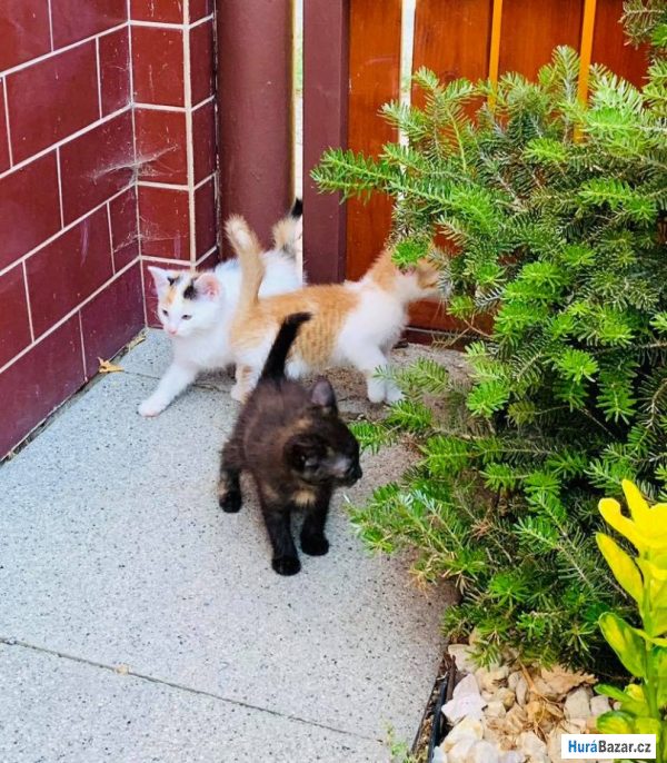 detailní fotografie