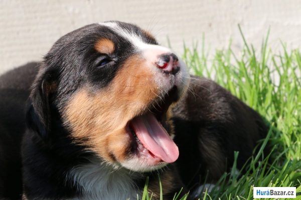 detailní fotografie