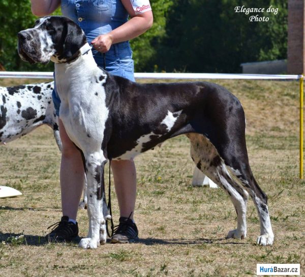 detailní fotografie