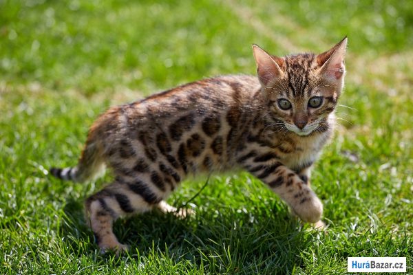 detailní fotografie