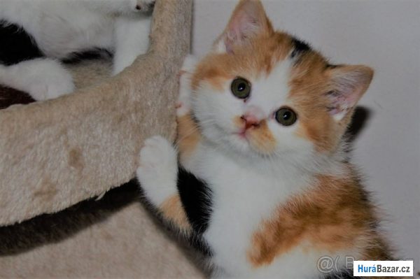 detailní fotografie