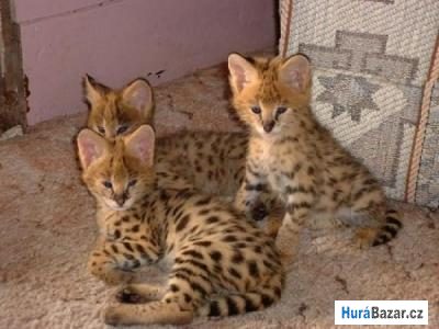 detailní fotografie