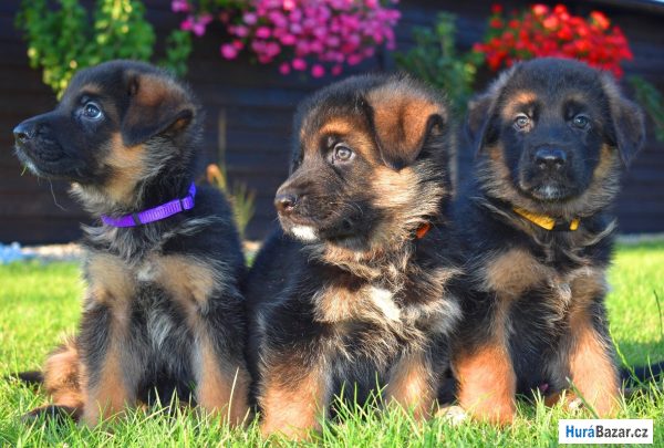 detailní fotografie