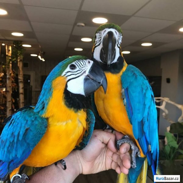 detailní fotografie