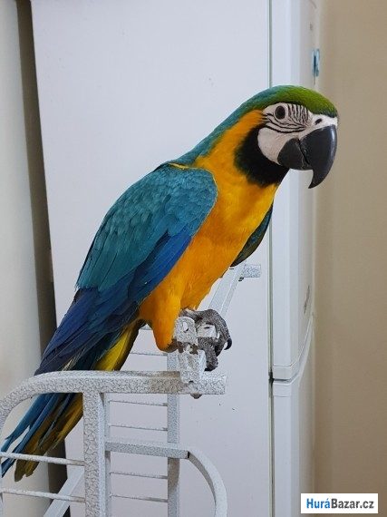 detailní fotografie