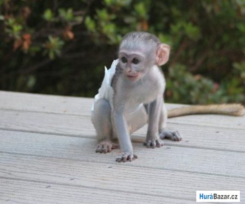 detailní fotografie