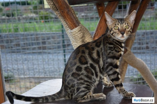 detailní fotografie