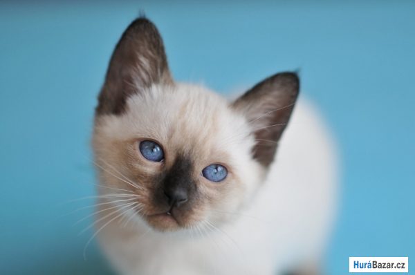 detailní fotografie