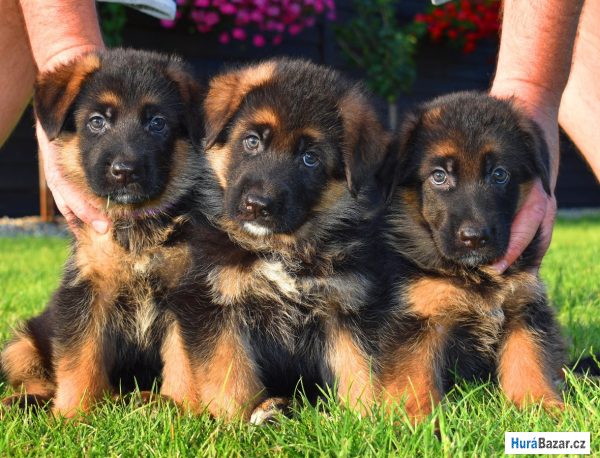 detailní fotografie