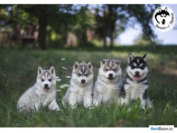 detailní fotografie