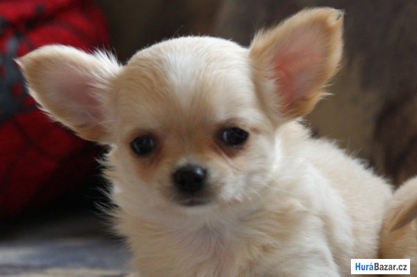 detailní fotografie