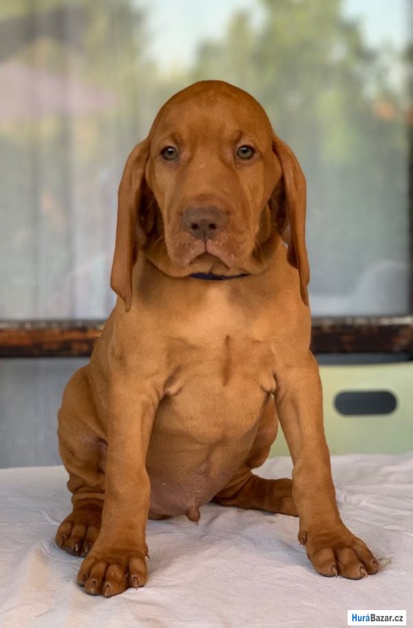 detailní fotografie