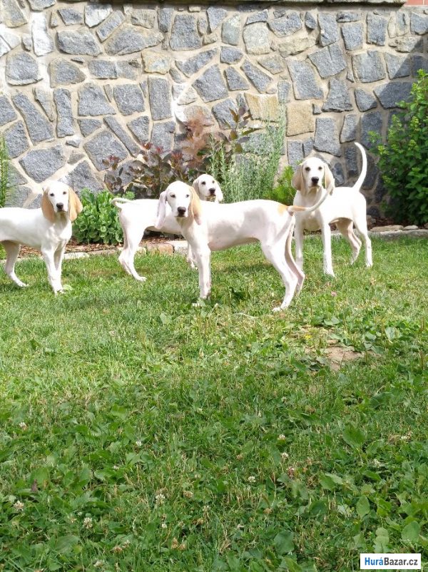 detailní fotografie