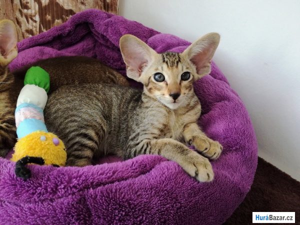 detailní fotografie