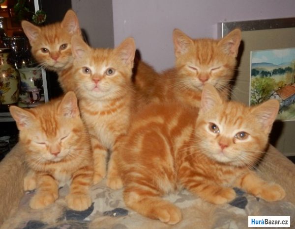 detailní fotografie