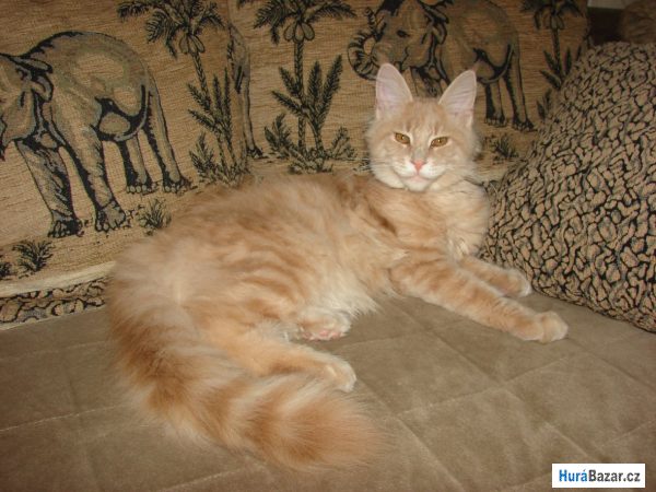 detailní fotografie