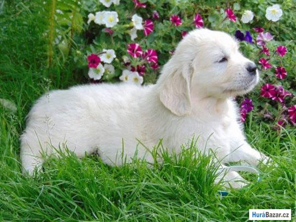 detailní fotografie