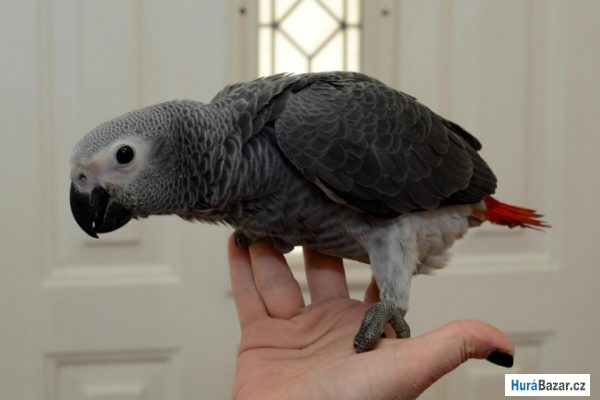 detailní fotografie