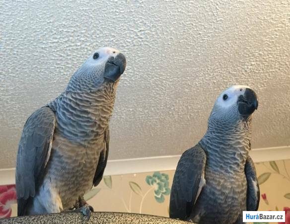 detailní fotografie