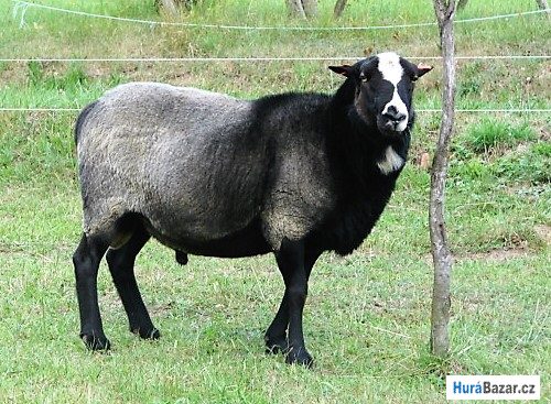 detailní fotografie