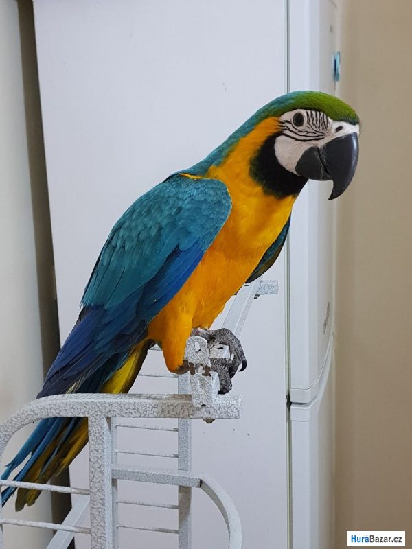 detailní fotografie