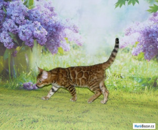 detailní fotografie