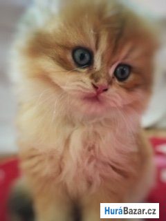 detailní fotografie