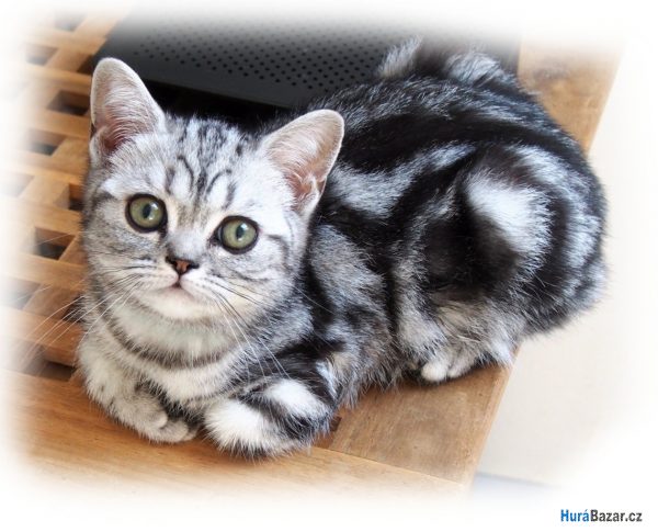 detailní fotografie