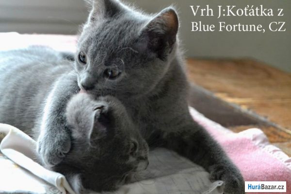 detailní fotografie