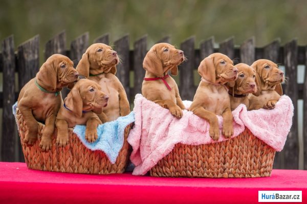 detailní fotografie