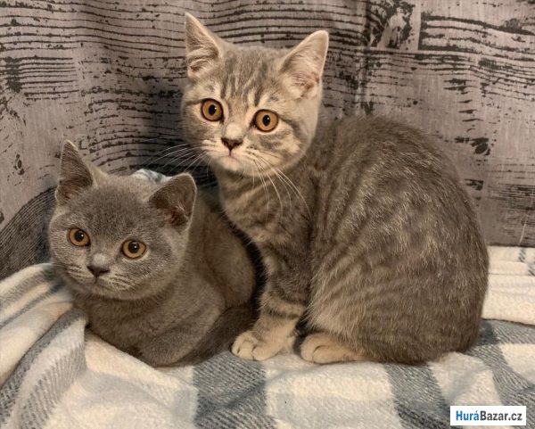 detailní fotografie