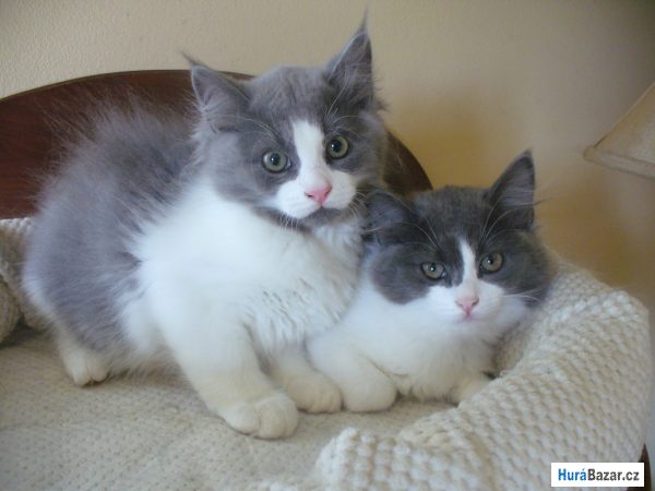 detailní fotografie