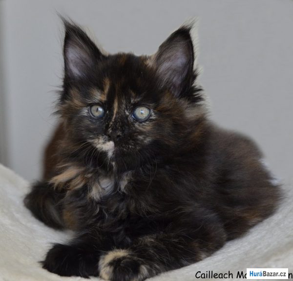 detailní fotografie