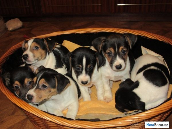 detailní fotografie