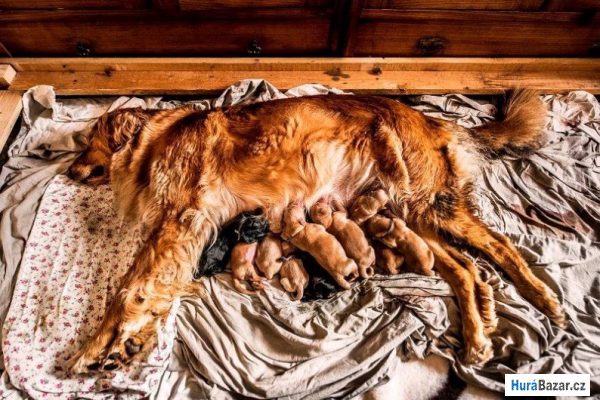 detailní fotografie